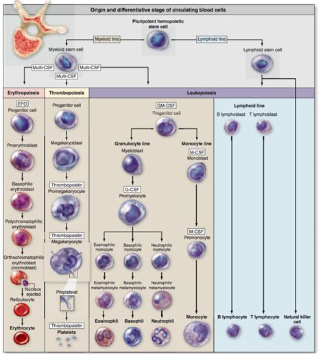 Junqueira's Chapter 13 Hemopoiesis Diagram | Quizlet