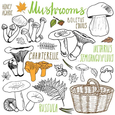 Mushrooms Sketch Doodles Hand Drawn Set Different Types Of Edible And