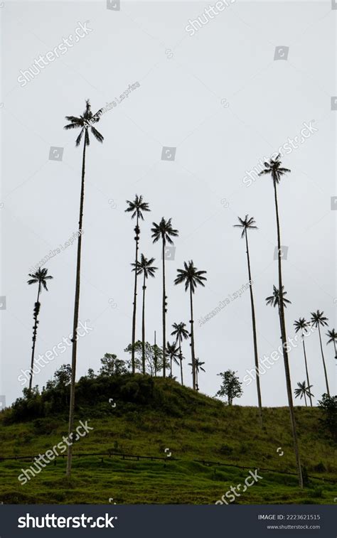 Worlds Tallest Wax Palms Ceroxylon Quindiuense Stock Photo 2223621515 ...