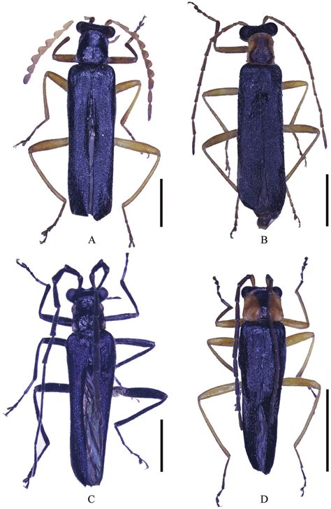 Male Habitus Holotype Dorsal View A Fissocantharis Securiclata Sp