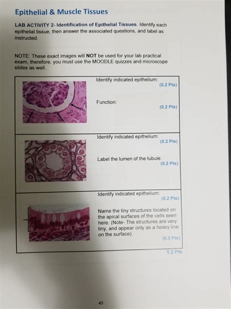 Solved Epithelial Muscle Tissues Lab Activity Chegg