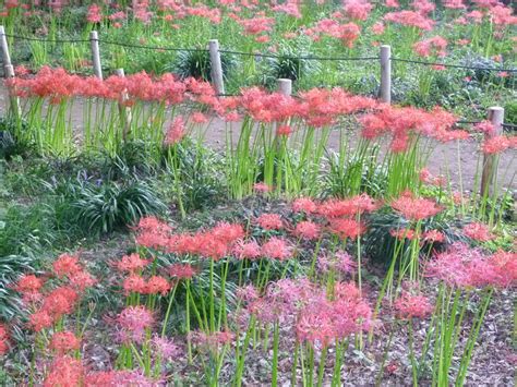 大木島自然公園・日野・東京・国内旅行観光・旅行・見所・観光スポット日本紀行