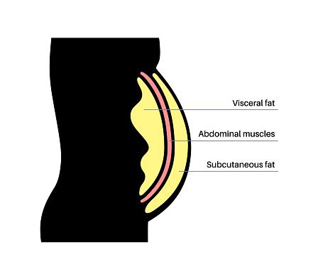 visceral fat diagram stock illustration  image  body