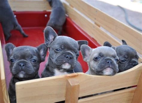 Blue Rare French Bulldog Puppies Pets Lovers