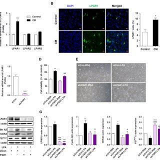 Lysophosphatidic Acid LPA Promotes The Cell Cycle Progression Through