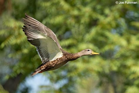 Mexican Duck – Joe Fuhrman Photography