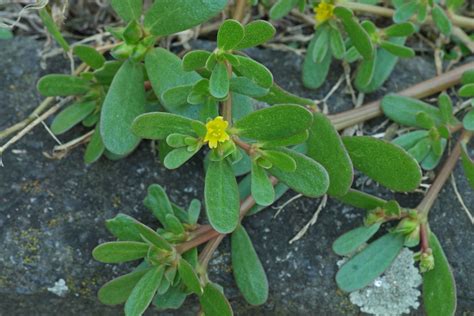 Portulak Portulaca Oleracea