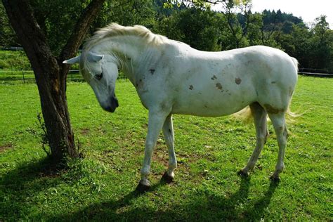 The 7 Most Common Horse Diseases & their Symptoms - Seriously Equestrian