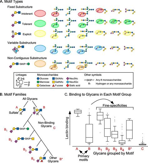 Advances In Tools To Determine The Glycan Binding Specificities Of