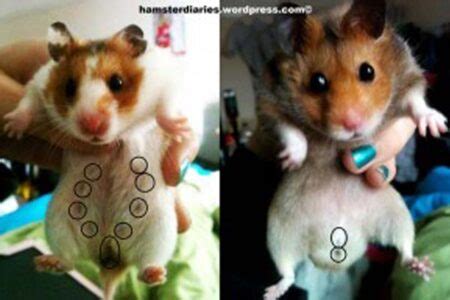 Cara Membedakan Hamster Jantan Dan Hamster Betina