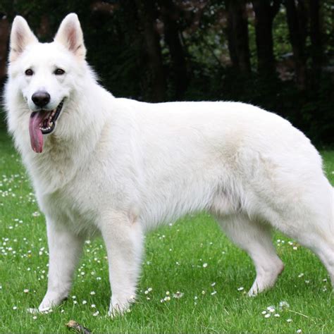 Berger Blanc Suisse Breed Guide - Learn about the Berger Blanc Suisse.