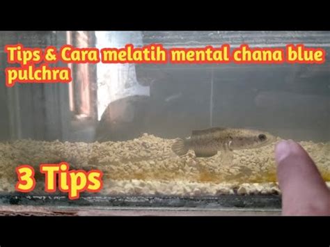 Tips Cara Melatih Mental Chana Blue Pulchra Agar Galak Youtube