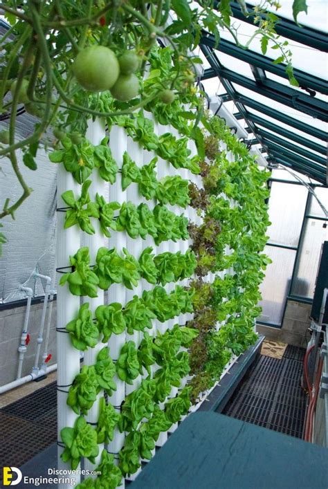 Everything You Need To Know About Hydroponics Engineering Discoveries