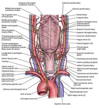 Laryngeal Anatomy - Anatomical Charts & Posters