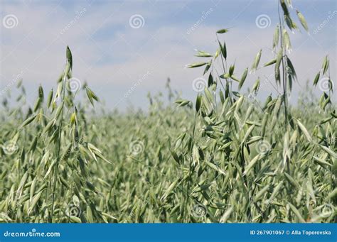 Reaching the Harvest in the Field, Growing Oats Harvesting Stock Image ...