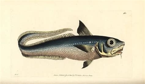 Onion Eye Grenadier Fish Macrourus Berglax Print 14218670 Print