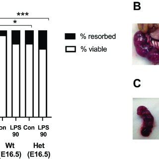 Fetal Survival After Lps Administration A Lps At A Dose Of Ug Kg