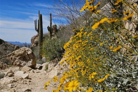 One Weekend in Tucson, AZ: A 3-day Tucson Itinerary - The Homebody Tourist