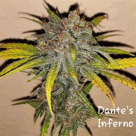 Dante's Inferno - 5 Feminized Seeds - Big Sky Beans Original Strain