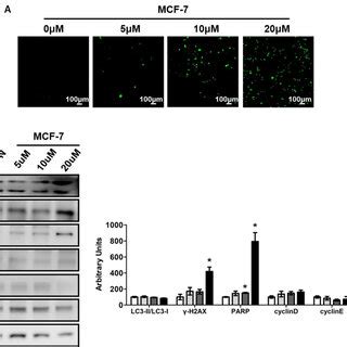 Compound D Increased Ros Levels And Induced Dna Damage A Mcf