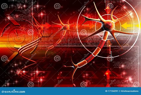 Bipolar Neuron Nerve Cells Neurons Cartoon Vector CartoonDealer