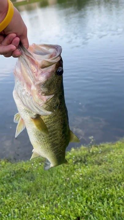 Largemouth Bass Tank Caught On A Wacky Rig Youtube