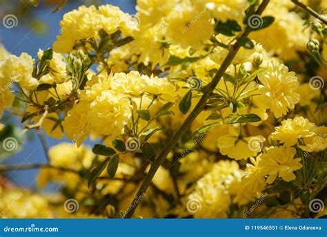 Rosa Foetida Persian Yellow Rose Stock Image Image Of Blooming