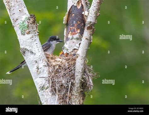 Eastern King Bird Nest High Resolution Stock Photography And Images Alamy