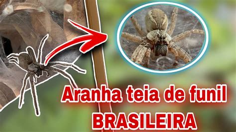 Aranha Teia De Funil Brasileira Youtube