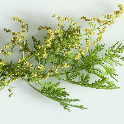 Artemisia Annua Samen Traditionelle Z Chtung Einj Hriger Beifu