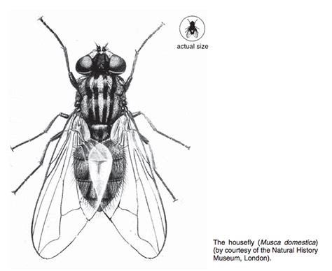 Musca Domestica Housefly Life Cycle - Images For Life