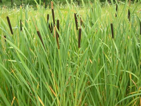 Typha latifolia (Broadleaf Cattail, Bulrush, Cat-O'-Nine-Tails, Common ...