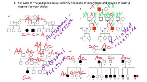 4 Examples Of Pedigree Modes Of Inheritance Youtube