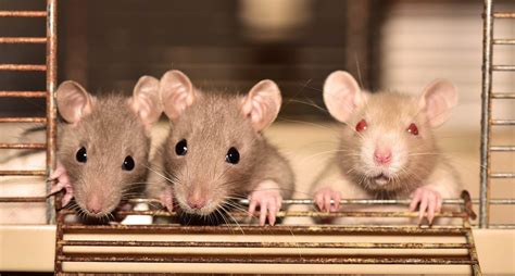 5 Rodent Facts You Need From Rodent Removal Service Frisco