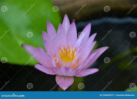 Nil Manel Nymphaea Stellata Blue Water Lily National Flower Of Sri