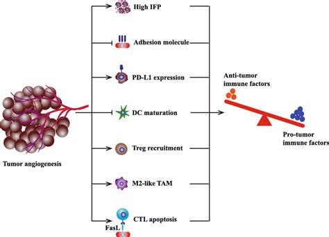 Tumor Angiogenesis Induces The Formation Of Immunosuppressive Tumor