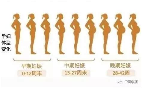 怀孕后多久才开始显肚子 孕多少周腹围开始变大