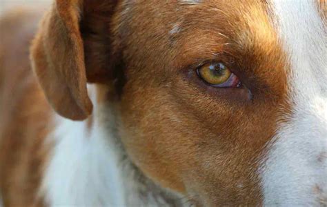 Conjuntivitis En Perros Como Reconocerla Y Todos Los Remedios Vida