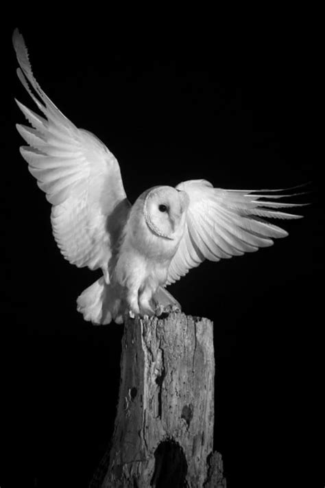 Shooting Infrared Photos Of Barn Owls At Night Petapixel