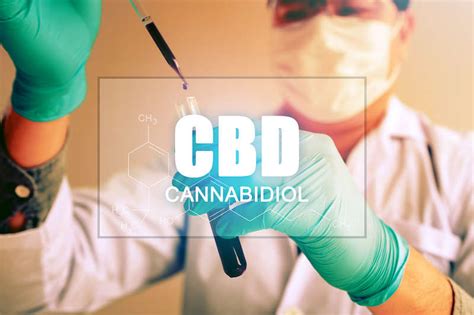 CBD Oil Extraction Process CANNAPEDIA