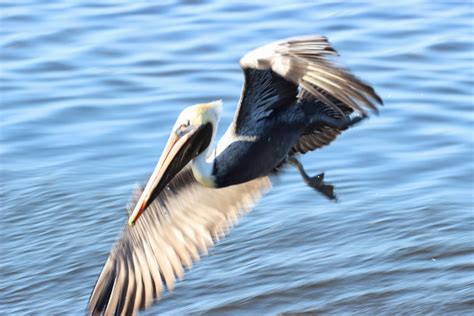 Cannundrums: Eastern Brown Pelican