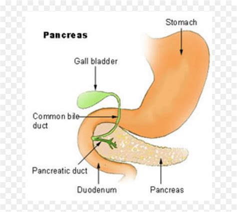 Pancreas Gland Png, Transparent Png - vhv