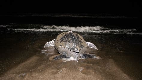 Migration Data Helps Protect Leatherbacks Across Oceans Cool Green Science