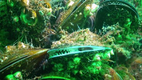 Mediterranean Mussel Mytilus Galloprovincialis Animal Filmed In The