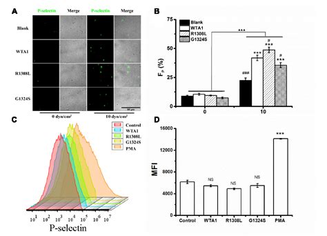 Figure From Shear Stress Accumulation Enhances Von Willebrand Factor