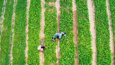 Govt Launches Digital Crop Survey For Better Sowing Data Collection