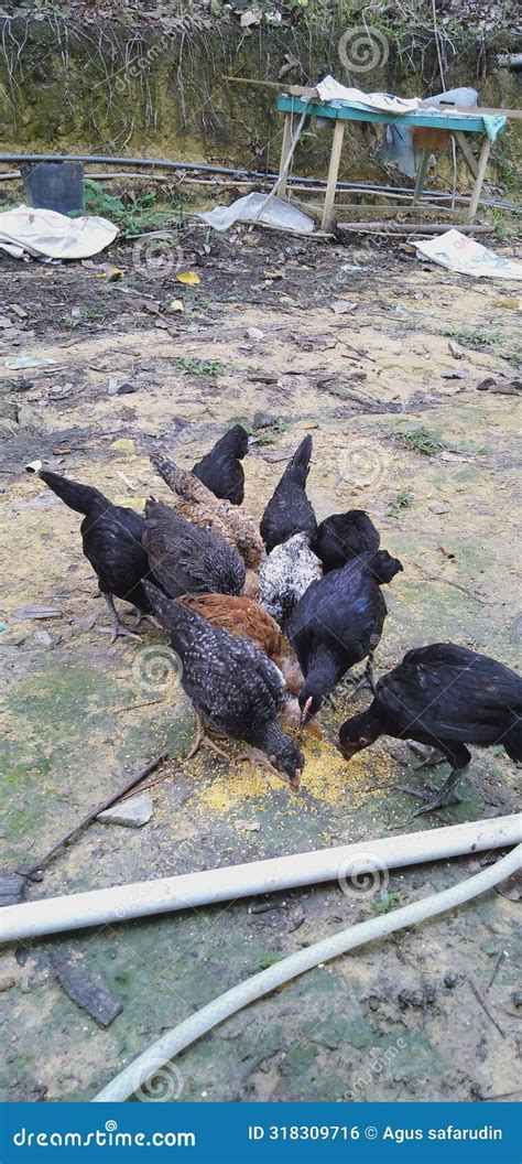 A Group Of Chickens Eating Corn Stock Photo Image Of Animal Duck