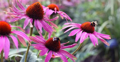 12 Prairie Flowers That Create A Wildflower Meadow Garden The Garden