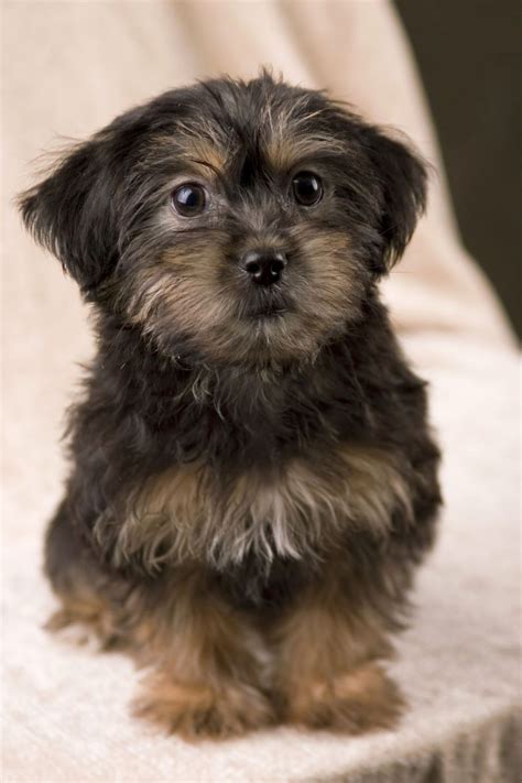 Yorkie Poo - Puppies, Rescue, Pictures, Information, Temperament, Characteristics | Animals Breeds