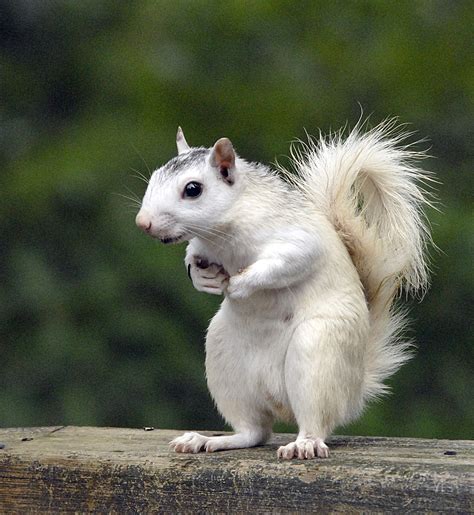 White Squirrels (Slideshow) – Indian Lake Estates